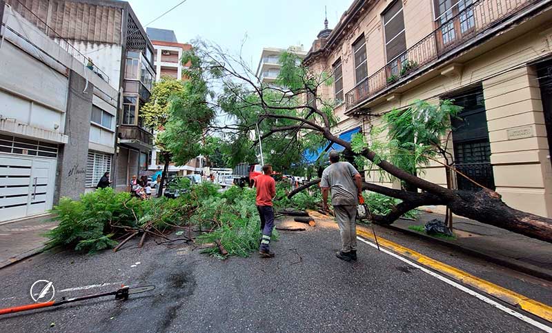 Caída de árboles y cables cortados, las consecuencias del temporal en Rosario