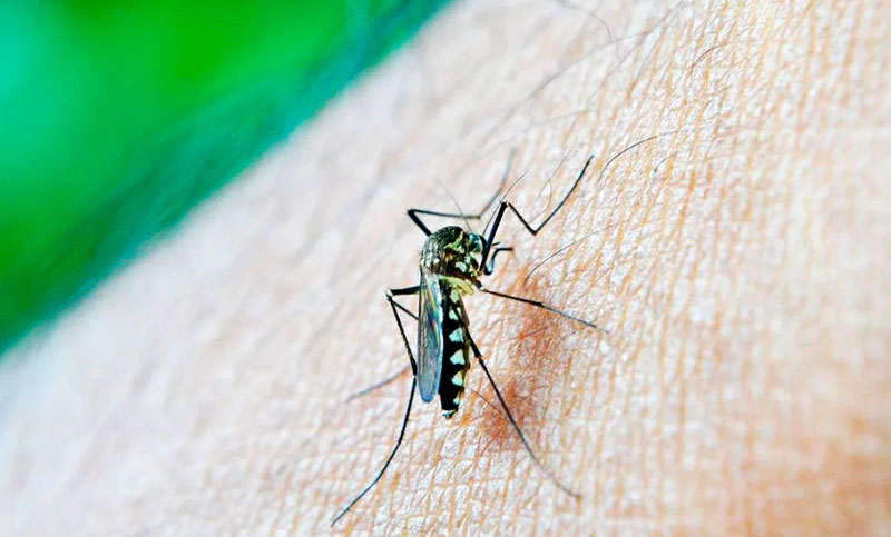 Ya son casi 17 mil los casos de dengue en Santa Fe