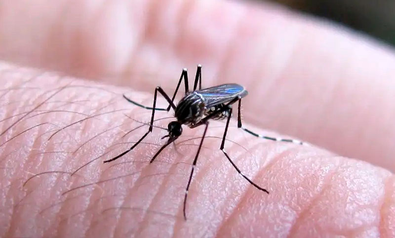 Ola de dengue: remarcan la importancia de la consulta médica temprana