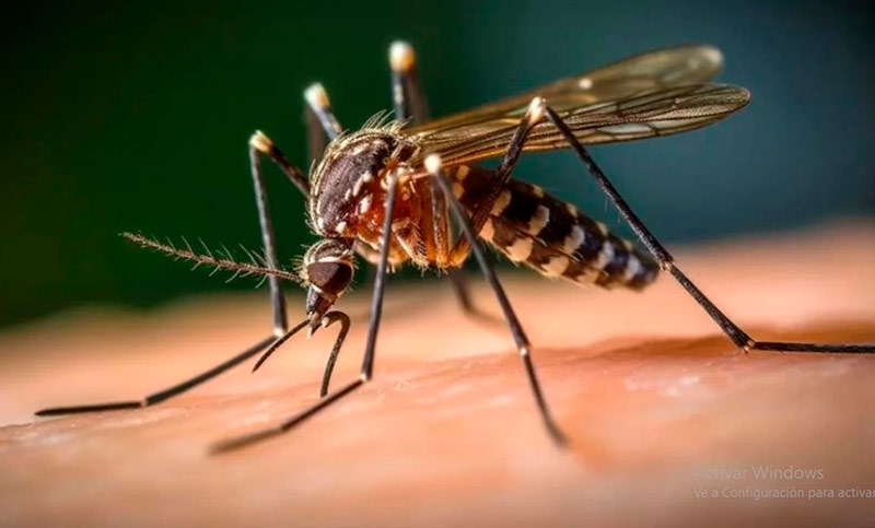 Dengue en Rosario: ocho personas internadas en la red de salud pública