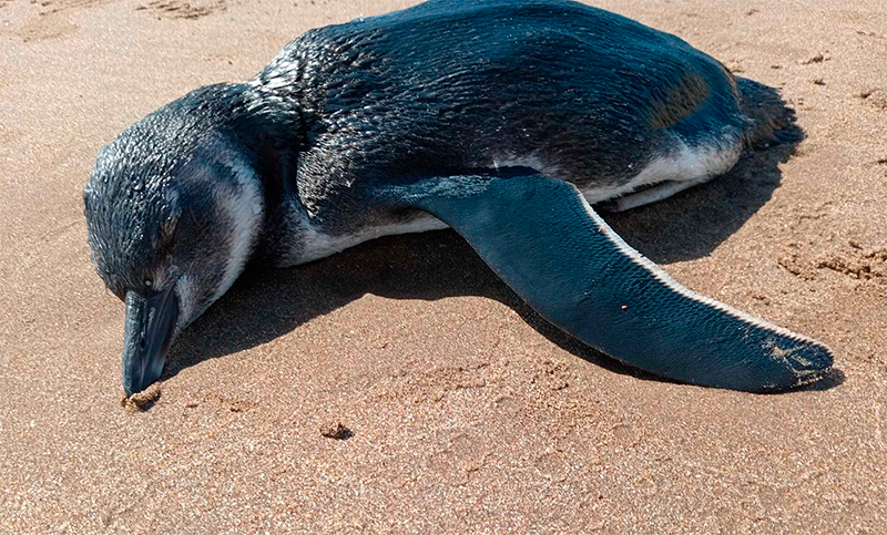 Aparecieron decenas de pingüinos muertos en las playas de Mar del Plata