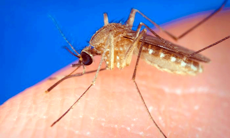 Alertan en Latinoamérica por un virus poco conocido transmitido por un mosquito