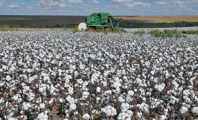 Brasil se convierte en el mayor productor y exportador mundial de algodón