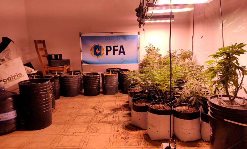 Secuestran más de 200 plantas de marihuana en una casa quinta de Roldán