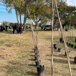 Semana del Árbol: 500 chicos de 25 escuelas plantaron 110 árboles nativos en Parque Yrigoyen