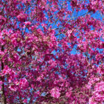 El clima en la primavera llega con menos lluvias y «calorcito» para disfrutar