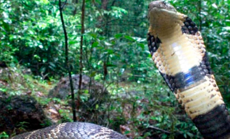 Hallan una gigantesca cobra venenosa en la India