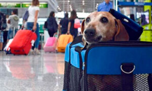 Cómo autogestionar un turno online para viajar con una mascota hacia el exterior