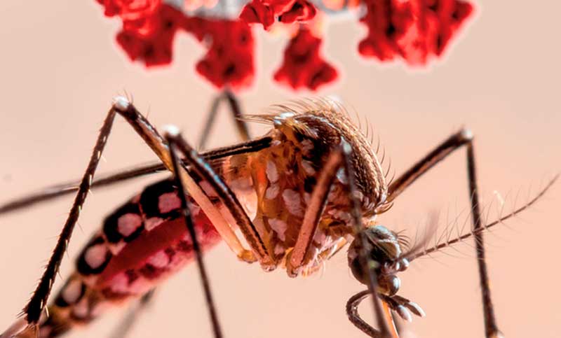 Dos casos de dengue autóctono en Rosario: «No estamos exentos de tener un brote de magnitud, como el año pasado»