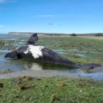 Chubut: encuentran 21 ballenas muertas por consumo de algas tóxicas