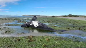 Chubut: encuentran 21 ballenas muertas por consumo de algas tóxicas