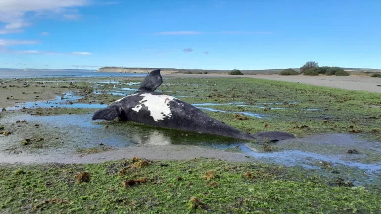 Chubut: encuentran 21 ballenas muertas por consumo de algas tóxicas