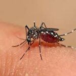 A la inversa de la economía: Informaron 9 casos de dengue en Rosario, 8 autóctonos y uno solo importado