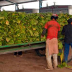 El sector tabacalero alerta sobre la complicada situación de los productores por pagos exiguos