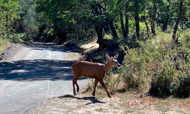 Registran un huemul después de casi 30 años en el Parque Nacional Lanín